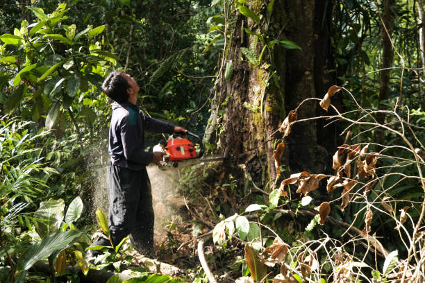 Professional Tree Service in La Grande, OR